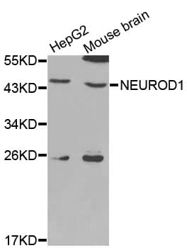 NEUROD1 Antibody