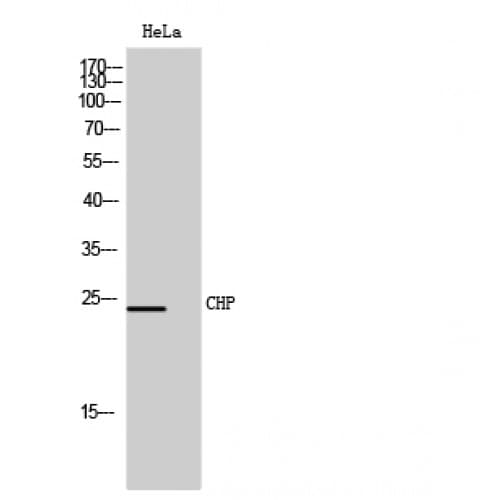 Polyclonal Rabbit anti-Human SLC9A1BP / CHP Antibody (Internal, WB)