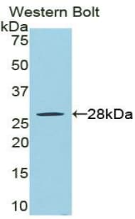 RIPK3 / RIP3 Antibody (aa50-272, PE)
