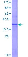 Human RAMP3 Protein (Recombinant GST)