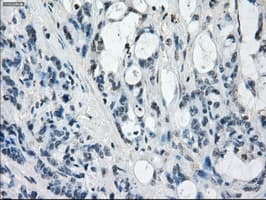 GBP2 Antibody (clone OTI4E7, Carrier-free)