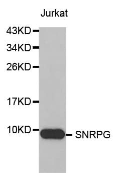 SNRPG Antibody