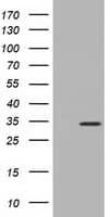 KSP32 / MIOX Antibody (clone OTI1B7)