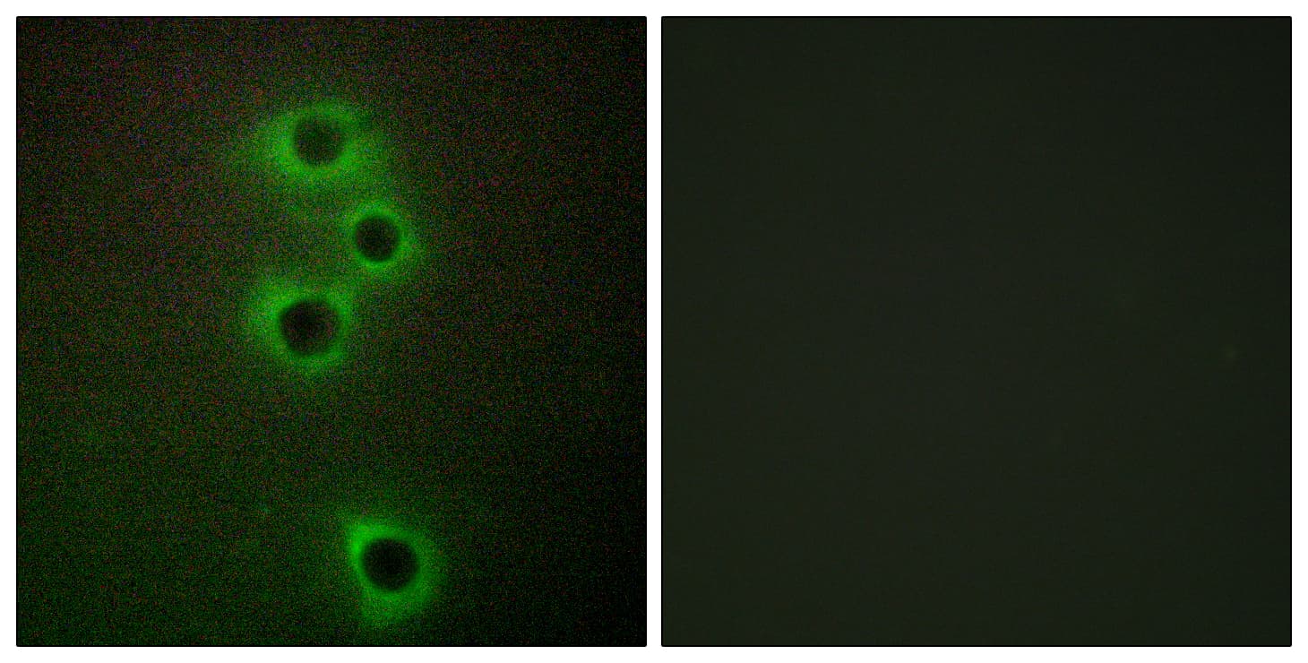 IHC-plus™ MARK4 Antibody (aa461-510)