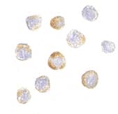 IHC-plus™ Polyclonal Rabbit anti-Human TRIM25 Antibody (IHC, IF, WB)