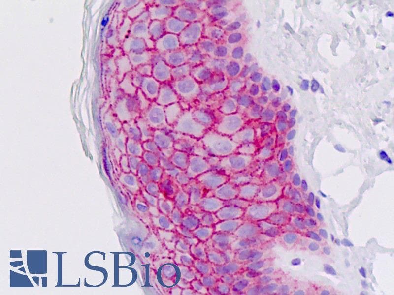 IHC-plus™ EMP2 Antibody (aa100-129)