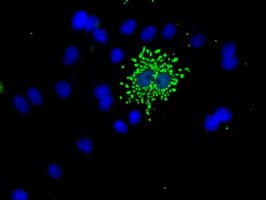 NME4 Antibody (clone OTI3B7)