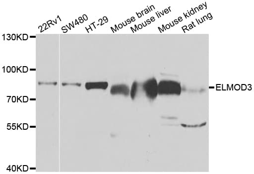 Polyclonal Rabbit anti-Human ELMO3 Antibody (IHC, WB)