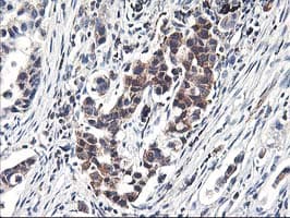 HMOX2 / Heme Oxygenase 2 Antibody (clone OTI1D10, Carrier-free)