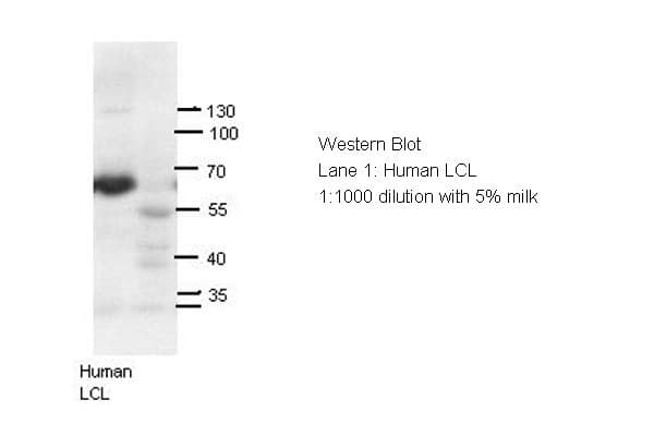 Polyclonal Rabbit anti-Human AIRE Antibody (N-Terminus, IHC, WB)