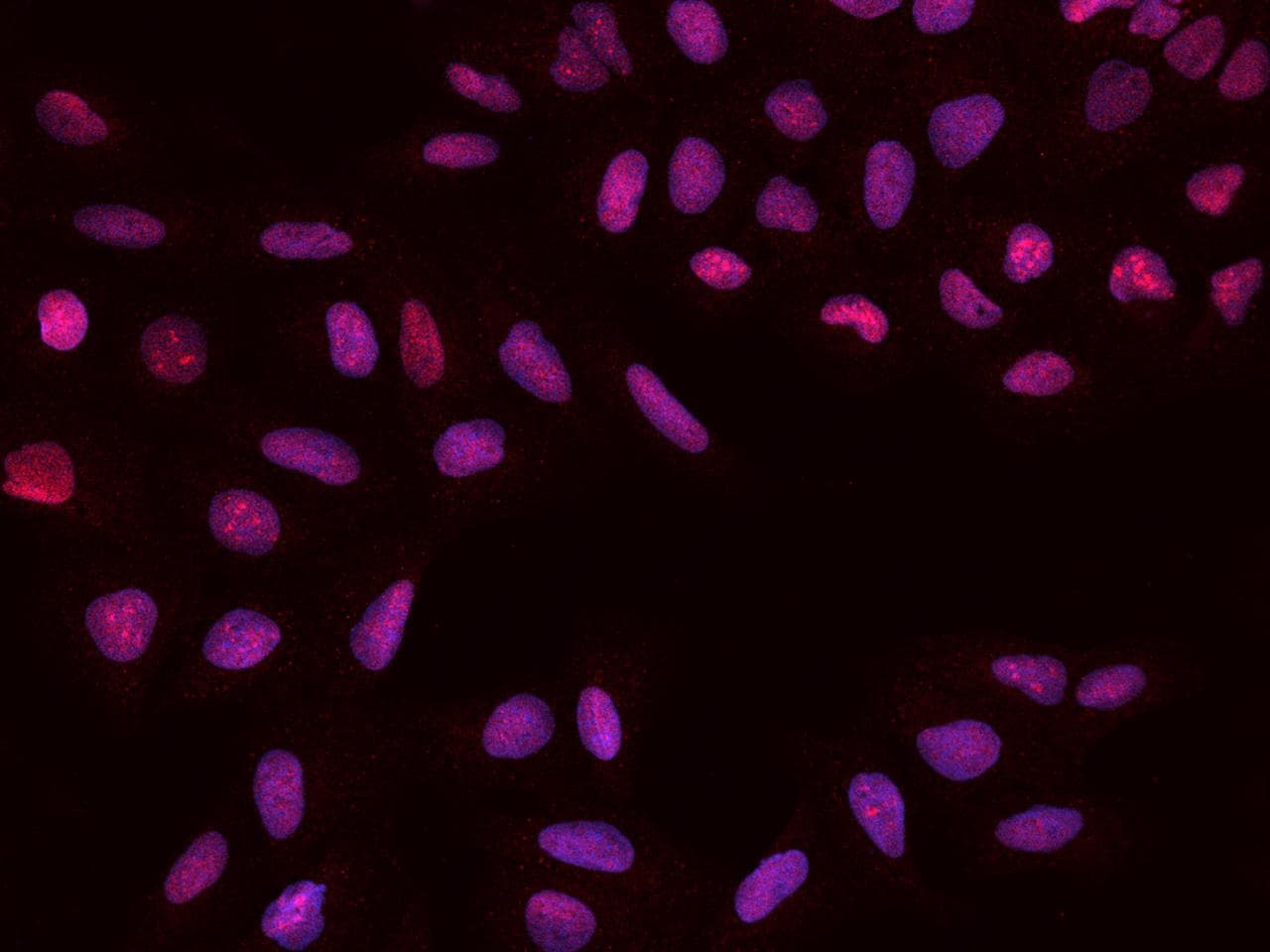 Polyclonal Rabbit anti-Human PAPSS 1 Antibody (IHC, IF, WB)