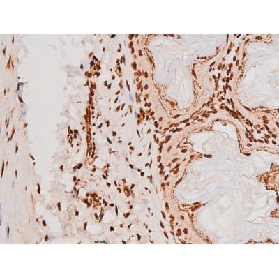 REL / C-Rel Antibody (phospho-Ser503)