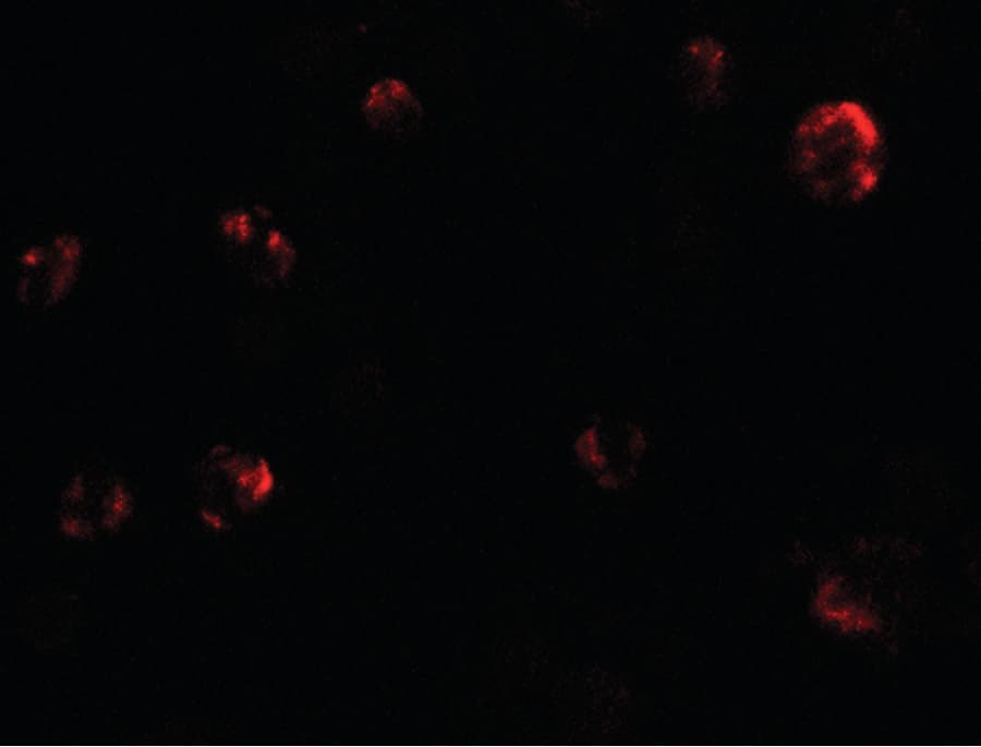 IHC-plus™ Polyclonal Rabbit anti-Human KIAA1324 / maba1 Antibody (IHC, IF, WB)