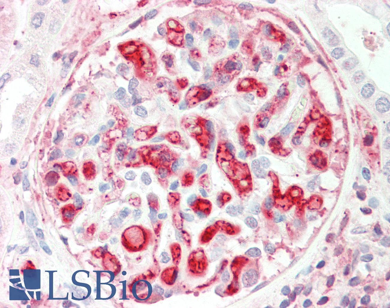 IHC-plus™ APOC2 / Apolipoprotein C II Antibody