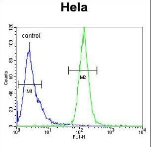Polyclonal Rabbit anti-Human H2AFY2 Antibody (aa11-39, WB)