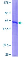 Human RAB40A / RAR2 Protein (Recombinant GST)
