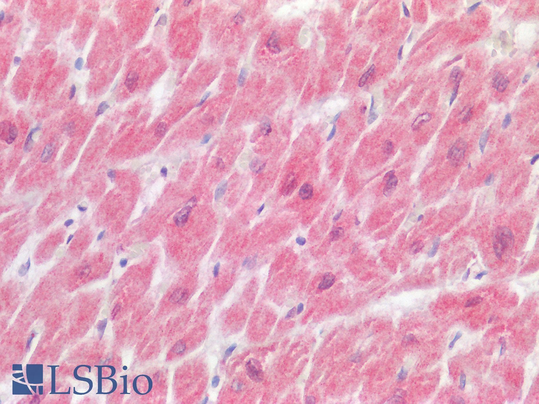 NLRX1 Antibody