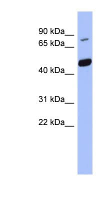 POGK Antibody (N-Terminus)