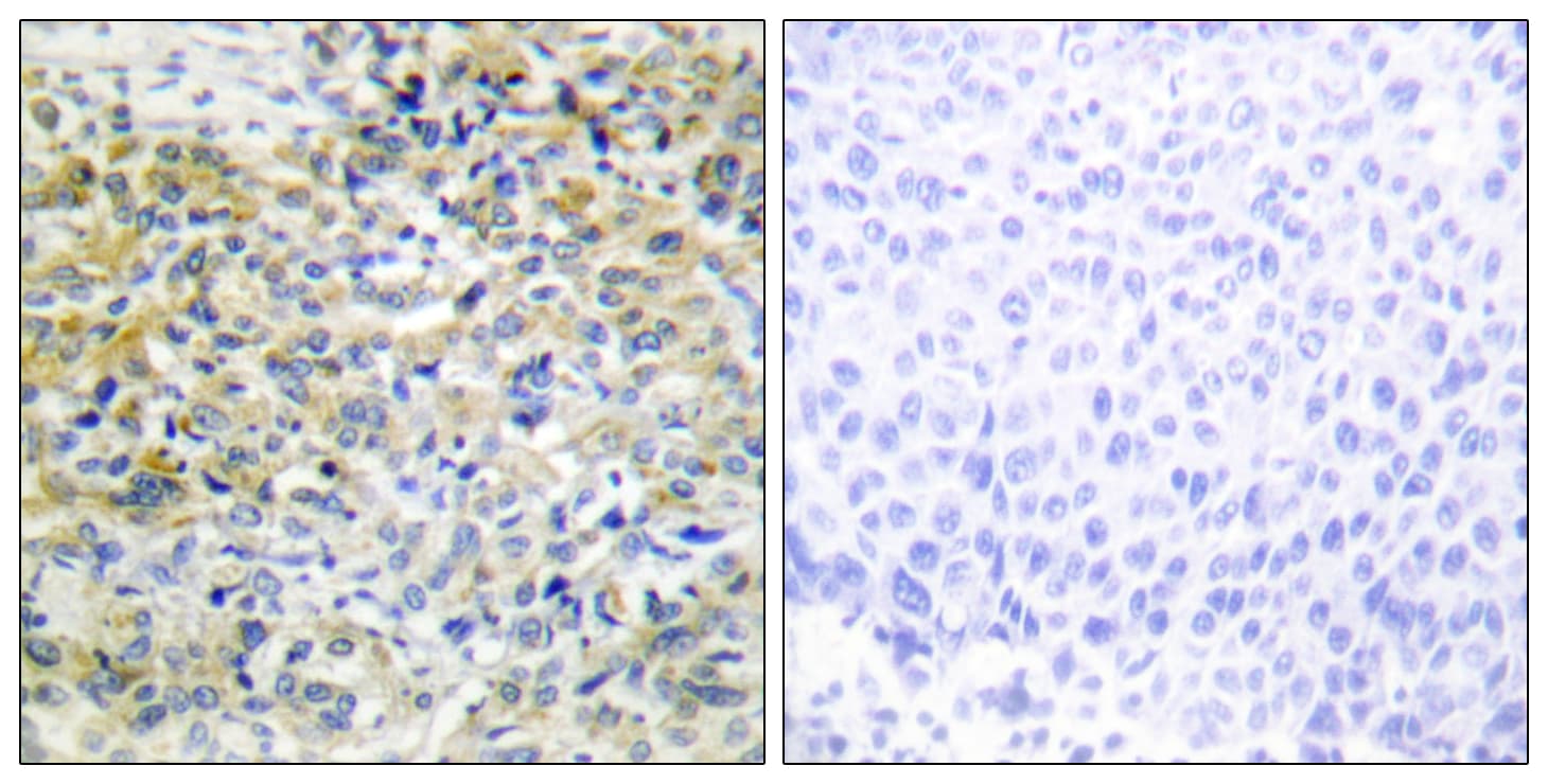 SHPK / CARKL Antibody (aa31-80)