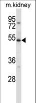 ULK3 Antibody (aa347-375)