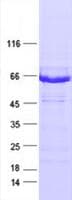 Human ERBB3 / HER3 Protein (Recombinant DDK,C-terminus)