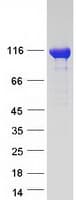 Human MTHFD1 Protein (Recombinant Myc-DDK (Flag))