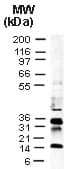 Baculovirus p35 Antibody