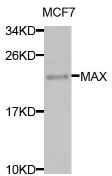 Polyclonal Rabbit anti-Human MAX Antibody (IHC, IF, WB)