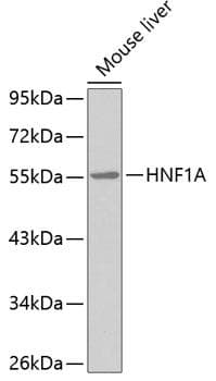 HNF1A / HNF1 Antibody