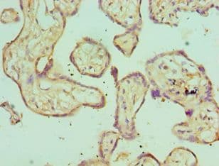 Polyclonal Rabbit anti-Human SH3GLB1 / Bif / Endophilin B1 Antibody (aa1-365, IHC, WB)