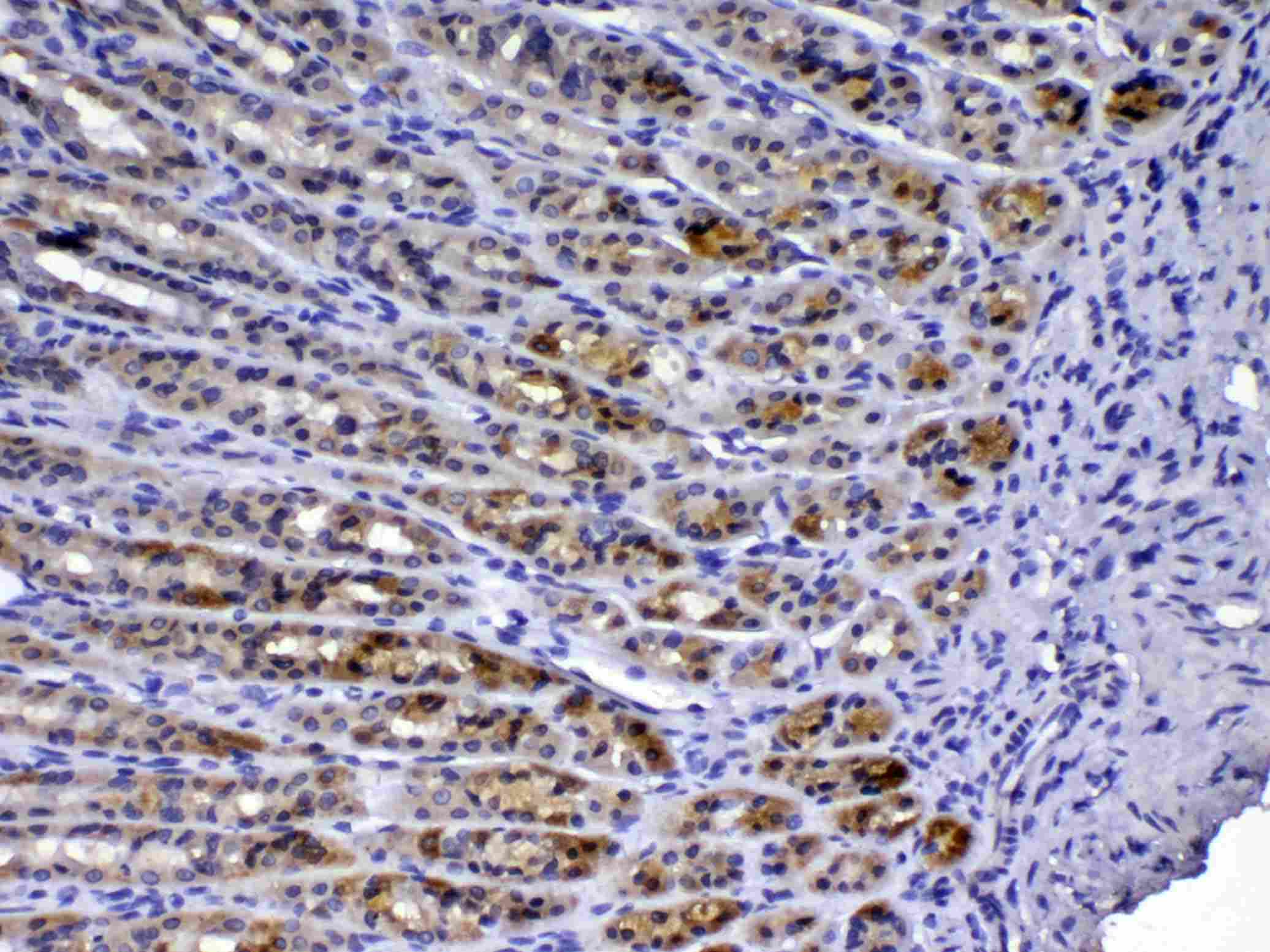 TFF3 / Trefoil Factor 3 Antibody