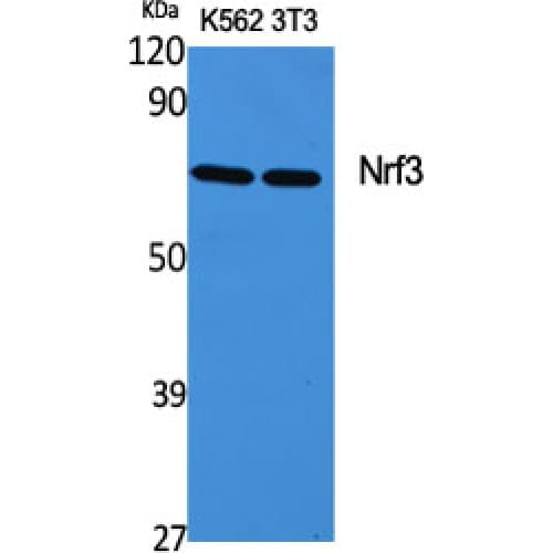 Polyclonal Rabbit anti-Human NFE2L3 Antibody (460-540 aa, Internal, WB)