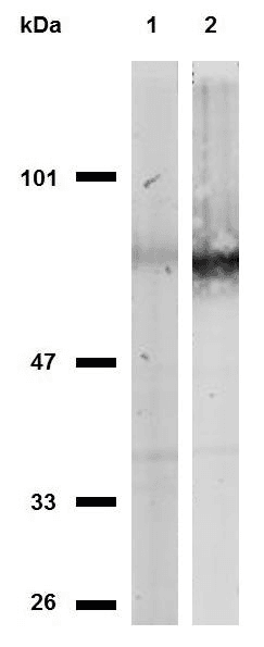 PathPlus™ CD44 Antibody (clone MEM-263)