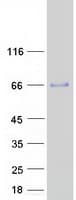 Human HERPUD2 Protein (Recombinant Myc-DDK (Flag))