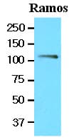 IHC-plus™ YWHAQ / 14-3-3 Theta Antibody (aa1-245, clone AT1A1)