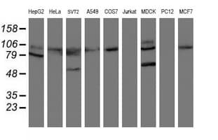 HOXC11 Antibody (aa1-304, clone OTI2H9)