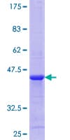 Human MLN / Motilin Protein (Recombinant GST)