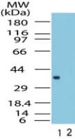 IHC-plus™ Polyclonal Rabbit anti-Human FPR1 / FPR Antibody (aa176-190, IHC, WB)
