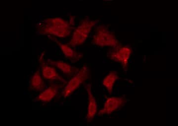 GPR151 Antibody