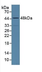 ALPL / Alkaline Phosphatase Antibody (aa18-335)
