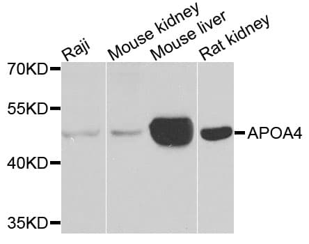 IHC-plus™ APOA4 Antibody