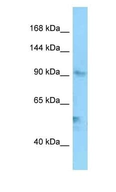 EXO1 Antibody (C-Terminus)