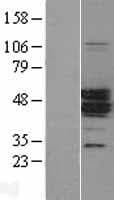 Human MAGEA11 Protein (Over-Expression Lysate Myc-DDK (Flag))