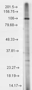 TRPC7 Antibody (aa845-862, clone S64A-36, PerCP)