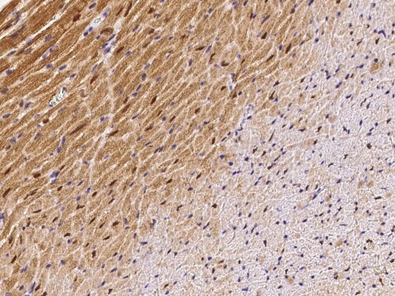 ECD Antibody (Preservative Free)