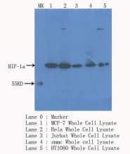 HIF1A / HIF1 Alpha Antibody (C-Terminus)