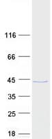 Human FAM50A Protein (Recombinant Myc-DDK (Flag))
