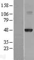 HOXA10 Protein (Over-Expression Lysate Myc-DDK (Flag))