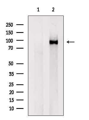VPS35 Antibody