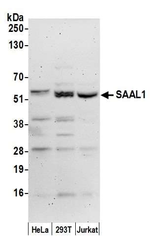 SAAL1 Antibody (aa424-474)